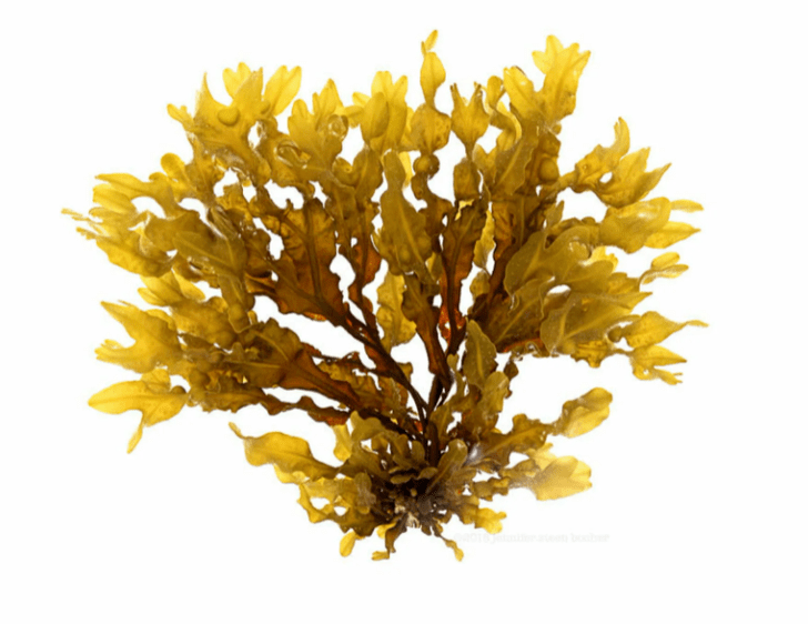 Fucus vesicularis Inno Gialuron-ում