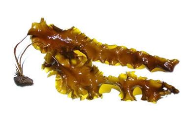 Laminaria digitalis Inno Gialuron քսուքով